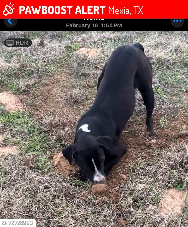 Lost Female Dog last seen Near LCR and 1633, Mexia, TX 76667