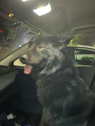 Found/Stray Male Dog last seen Shields ave, and First St, Fresno, CA 93726
