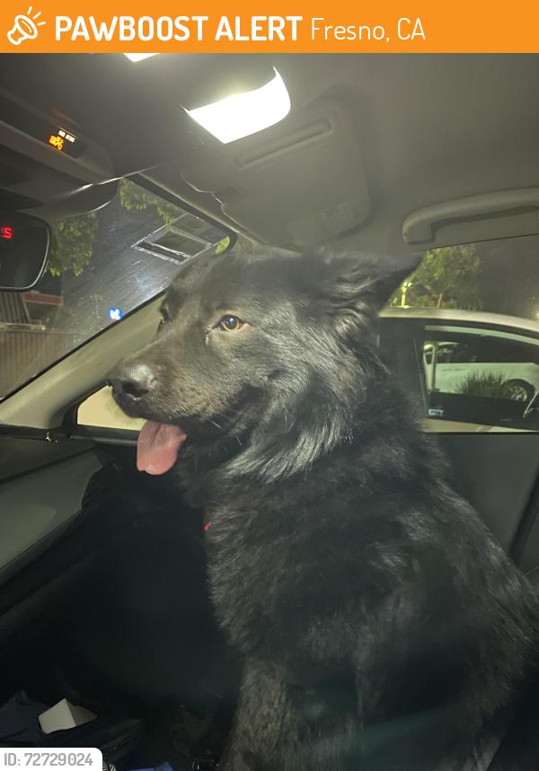 Found/Stray Male Dog last seen Shields ave, and First St, Fresno, CA 93726