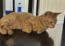 Lost Male Cat last seen Marshal , Grand Prairie, TX 75051