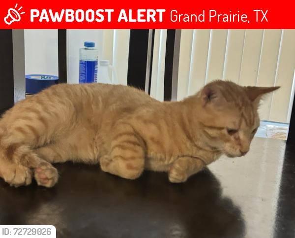 Lost Male Cat last seen Marshal , Grand Prairie, TX 75051