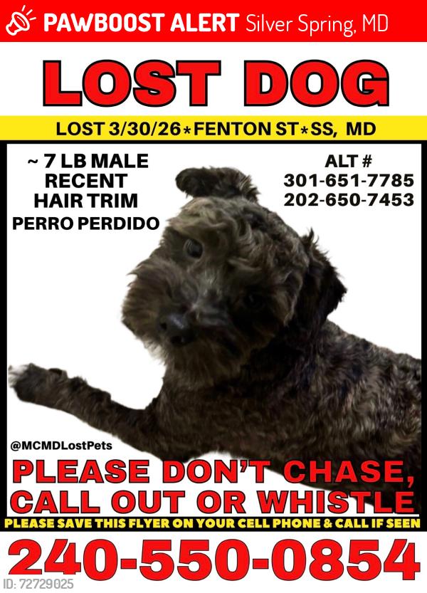 Lost Male Dog last seen Montgomery College Silver Spring, Silver Spring, MD 20910