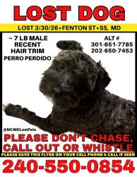 Lost Male Dog last seen Montgomery College Silver Spring, Silver Spring, MD 20910