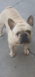 Lost Male Dog last seen Harvard ans Sierra vista, Fresno, CA 93703