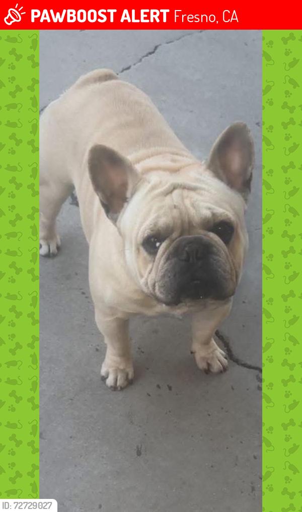 Lost Male Dog last seen Harvard ans Sierra vista, Fresno, CA 93703