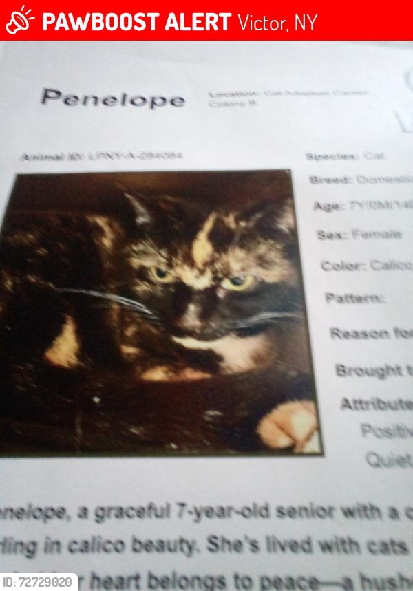 Lost Female Cat last seen Five and below , Victor, NY 14564