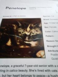 Lost Female Cat last seen Five and below , Victor, NY 14564