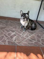 Lost Female Dog last seen Miller ave, Fort Worth, TX 76103