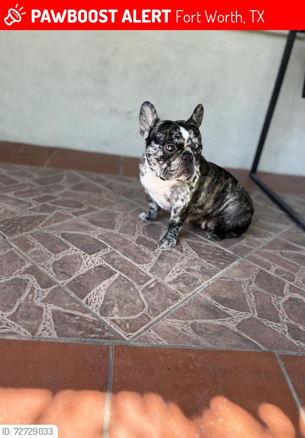 Lost Female Dog last seen Miller ave, Fort Worth, TX 76103