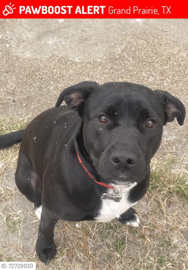 Lost Female Dog last seen bagdad st, Grand Prairie, TX 75050