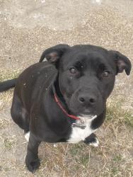 Lost Female Dog last seen bagdad st, Grand Prairie, TX 75050