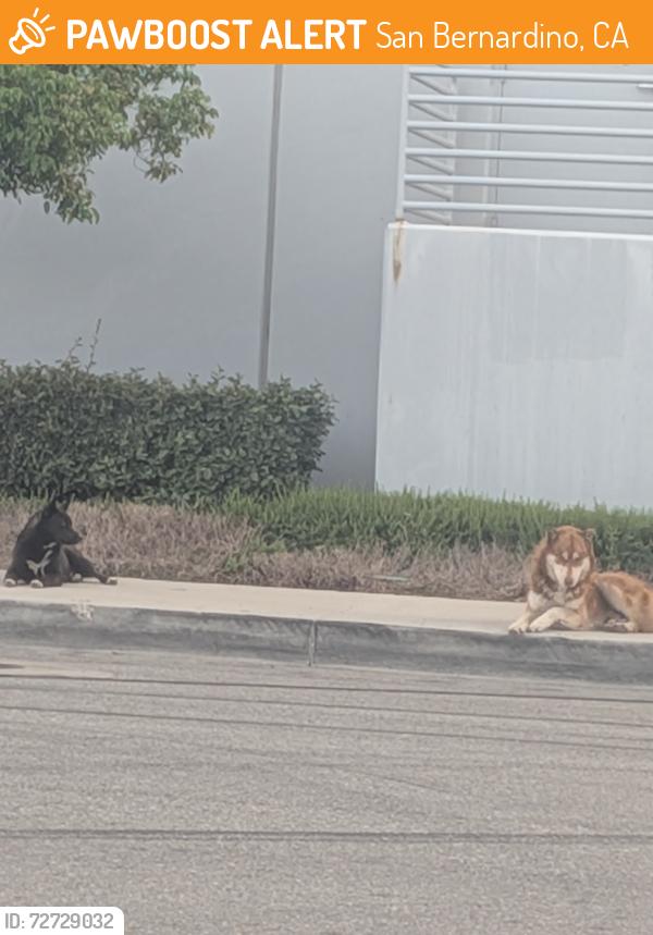 Found/Stray Male Dog last seen 24th, San Bernardino, CA 92411