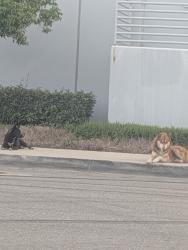 Found/Stray Male Dog last seen 24th, San Bernardino, CA 92411