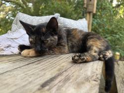 Lost Female Cat last seen Moore rd, Hernando County, FL 34604