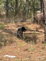 Found/Stray Male Dog last seen J and L grocery , Hoke County, NC 28376