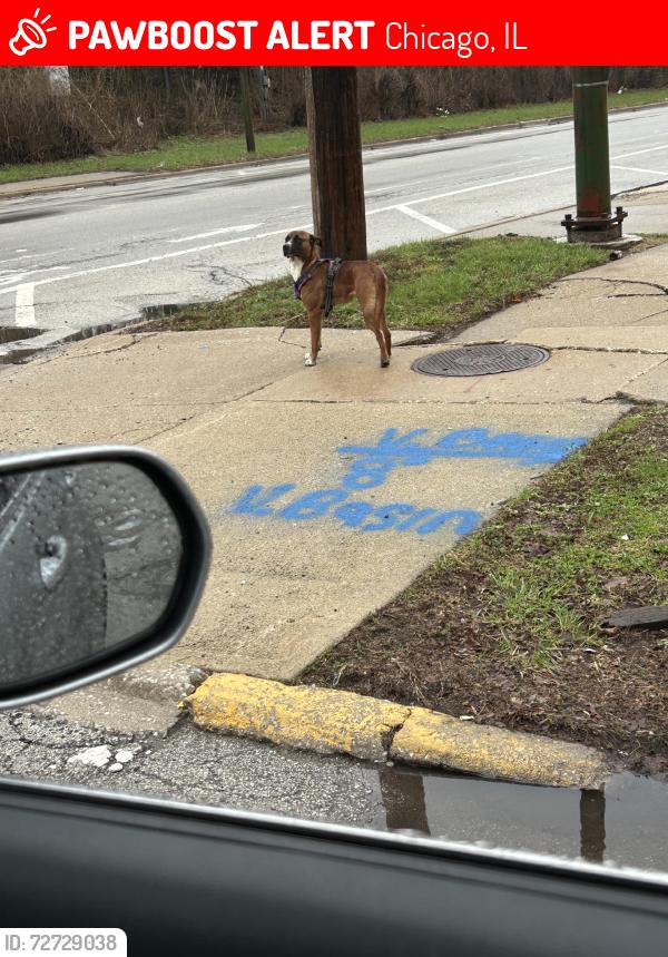 Lost Unknown Dog last seen Pullman 11400 S. Cottage grove, Chicago, IL 60628