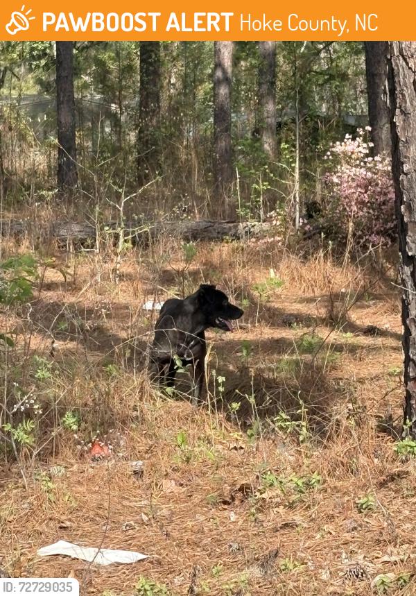 Found/Stray Male Dog last seen J and L grocery , Hoke County, NC 28376