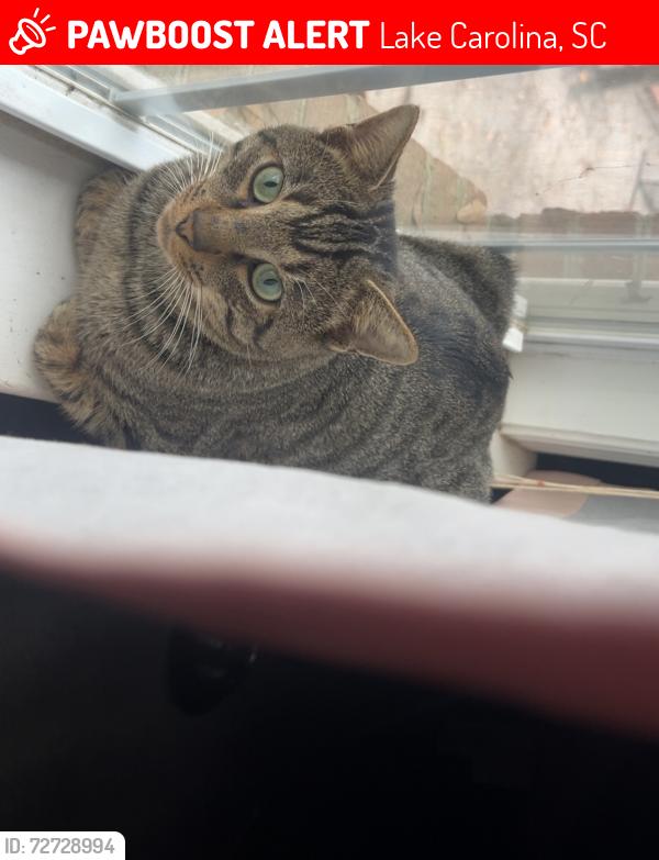 Lost Male Cat last seen lake carolina, Lake Carolina, SC 29229