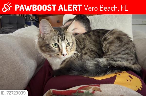 Lost Female Cat last seen 4th street and old dixie, Vero Beach, FL 32962