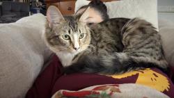 Lost Female Cat last seen 4th street and old dixie, Vero Beach, FL 32962