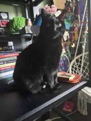 Lost Male Cat last seen Stonecreek Park, Bakersfield, CA 93313