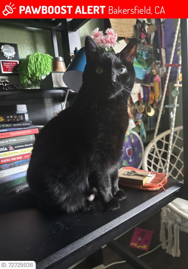 Lost Male Cat last seen Stonecreek Park, Bakersfield, CA 93313