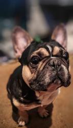 Lost Male Dog last seen Mentone blvd, san bernardino ave, Mentone, CA 92374
