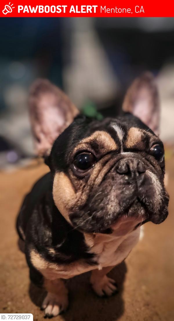 Lost Male Dog last seen Mentone blvd, san bernardino ave, Mentone, CA 92374