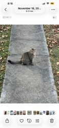 Lost Female Cat last seen Ball camp pike , Knoxville, TN 37931