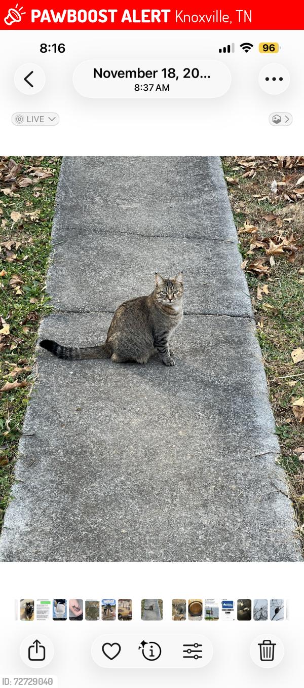 Lost Female Cat last seen Ball camp pike , Knoxville, TN 37931