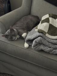 Lost Male Cat last seen Lexington Park apmts , Columbus, OH 43220