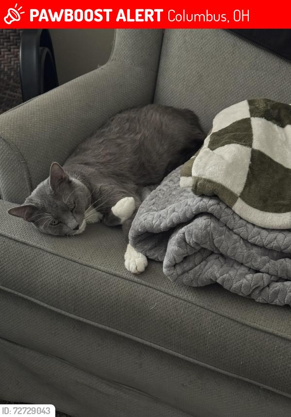 Lost Male Cat last seen Lexington Park apmts , Columbus, OH 43220