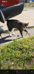 Found/Stray Unknown Cat last seen Its a listing on Facebook , Havelock, NC 28532