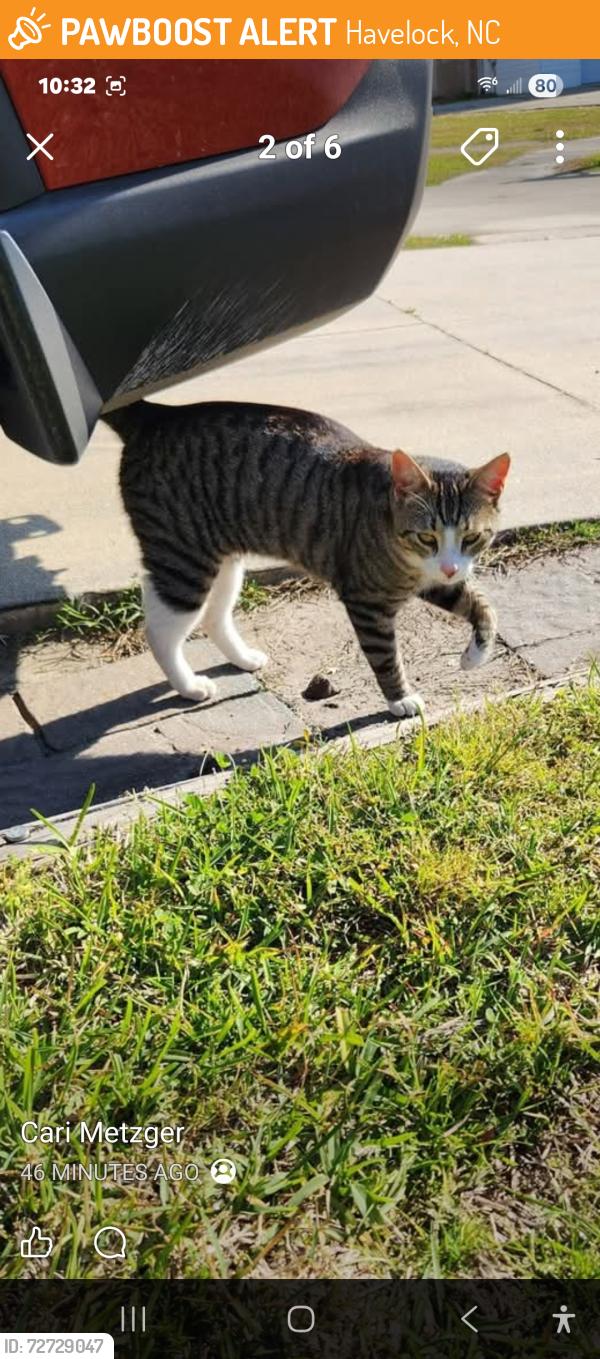 Found/Stray Unknown Cat last seen Its a listing on Facebook , Havelock, NC 28532