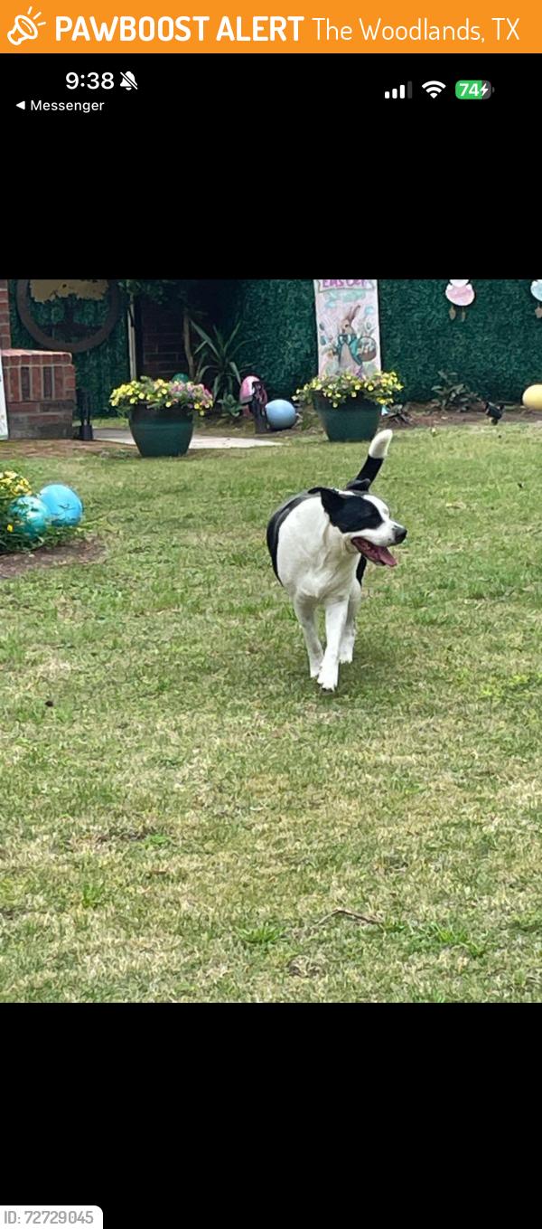 Found/Stray Unknown Dog last seen Rush haven and rush wing , Indian Springs the woodlands 77381, The Woodlands, TX 77381