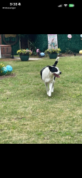 Found/Stray Unknown Dog last seen Rush haven and rush wing , Indian Springs the woodlands 77381, The Woodlands, TX 77381