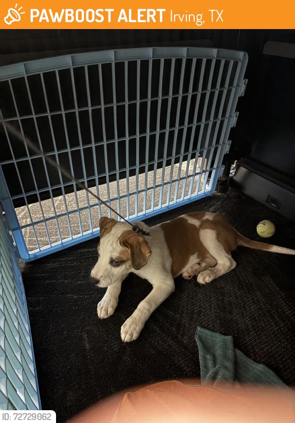 Found/Stray Male Dog last seen Allura Las Colinas apmts, Irving, TX 75039