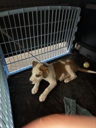 Found/Stray Male Dog last seen Allura Las Colinas apmts, Irving, TX 75039