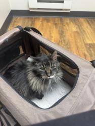 Lost Male Cat last seen 5th st and Hope st, Saint Paul, MN 55106