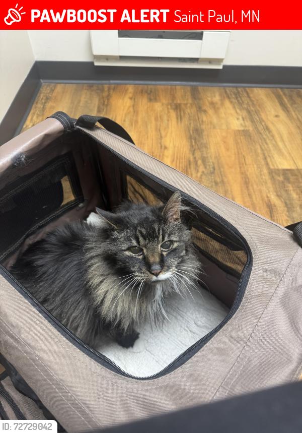 Lost Male Cat last seen 5th st and Hope st, Saint Paul, MN 55106