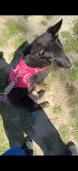 Lost Female Dog last seen Woodland road , Garner, NC 27529