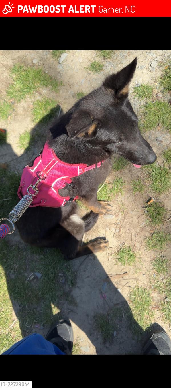 Lost Female Dog last seen Woodland road , Garner, NC 27529