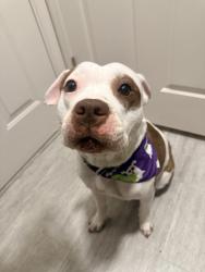 Found/Stray Female Dog last seen Lee vista, Orlando, FL 32801