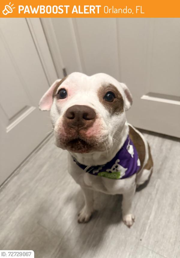 Found/Stray Female Dog last seen Lee vista, Orlando, FL 32801