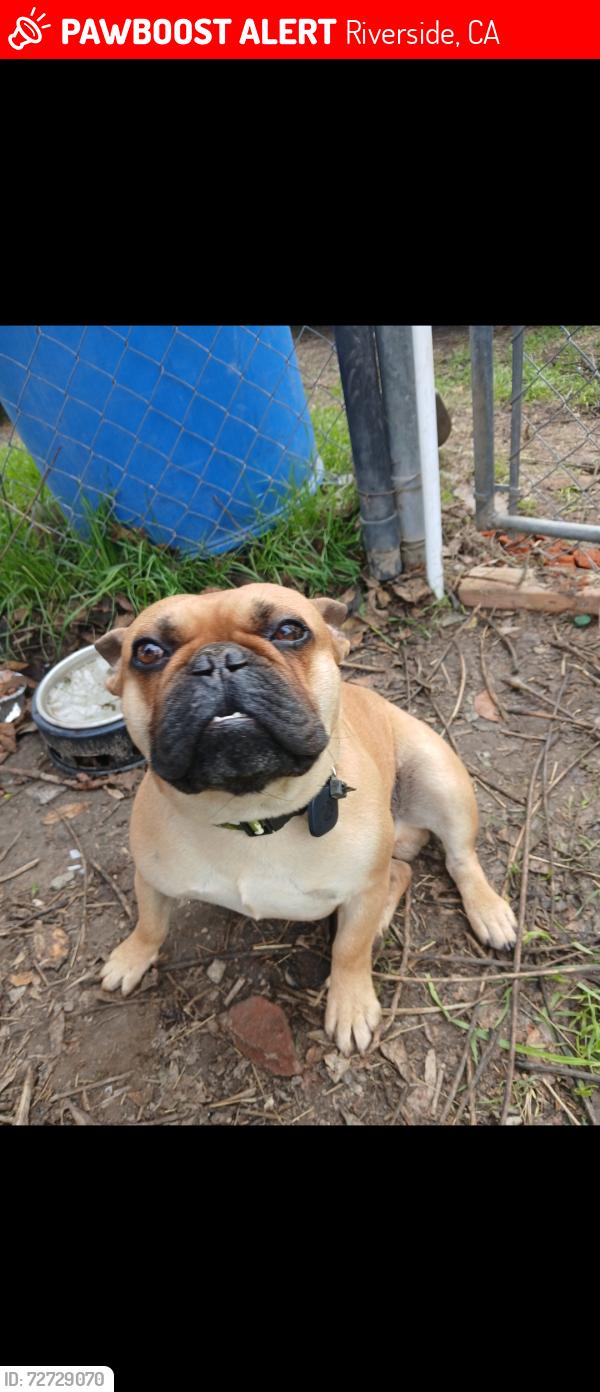 Lost Male Dog last seen Strong and fairmount blvd, Riverside, CA 92501