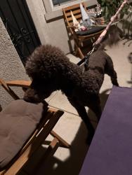 Found/Stray Male Dog last seen Broadway ElDorado Ct, Lake Elsinore, CA 92530