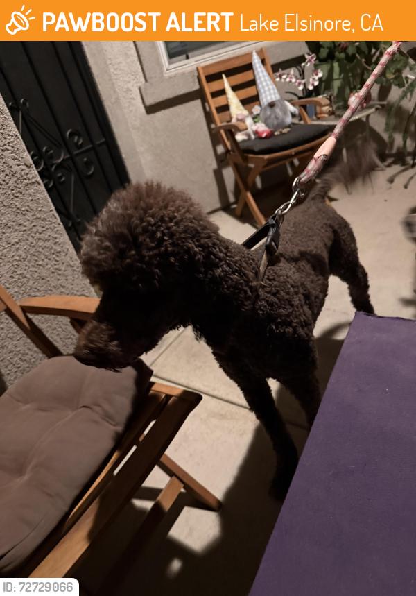 Found/Stray Male Dog last seen Broadway ElDorado Ct, Lake Elsinore, CA 92530