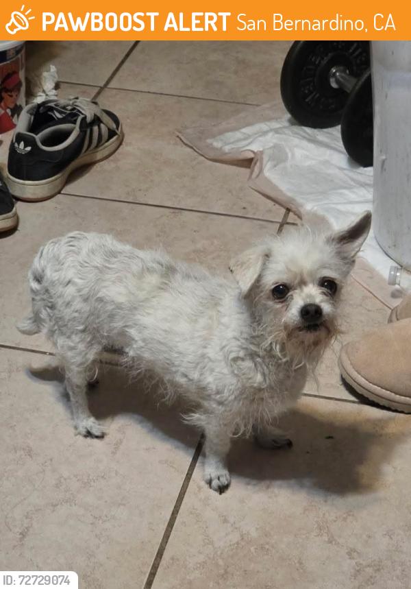 Found/Stray Female Dog last seen Near W Magnolia Ave San Bernardino, CA  92411 United States, San Bernardino, CA 92411
