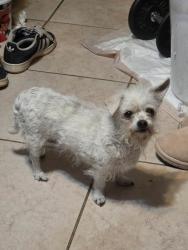 Found/Stray Female Dog last seen Near W Magnolia Ave San Bernardino, CA  92411 United States, San Bernardino, CA 92411
