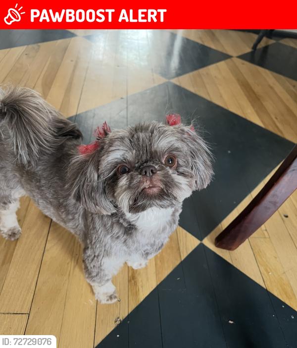 Lost Female Dog last seen Fields Ertel and Snyder, Symmes Township, OH 45249
